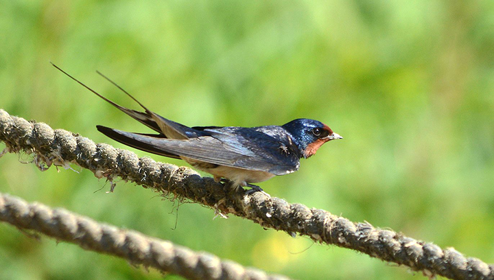 La migration automnale